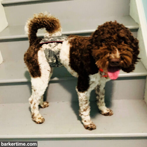 Bronx - McCully - barkertime poodle dog diaper belly band