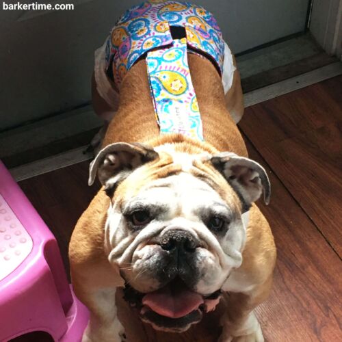 Diva - Holmes - barkertime english bulldog dog diaper