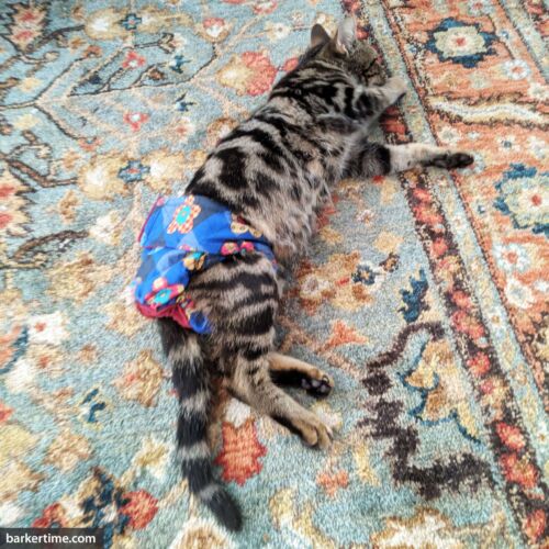 lily - blose 2 - barkertime bengal cat diaper