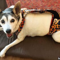 chihuahua mix dog diaper