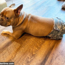 french bulldog dog diaper