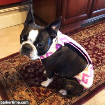 boston terrier dog diaper