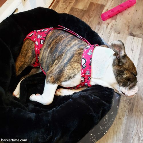 Dog Diapers for English Bulldog Made in USA Barkertime