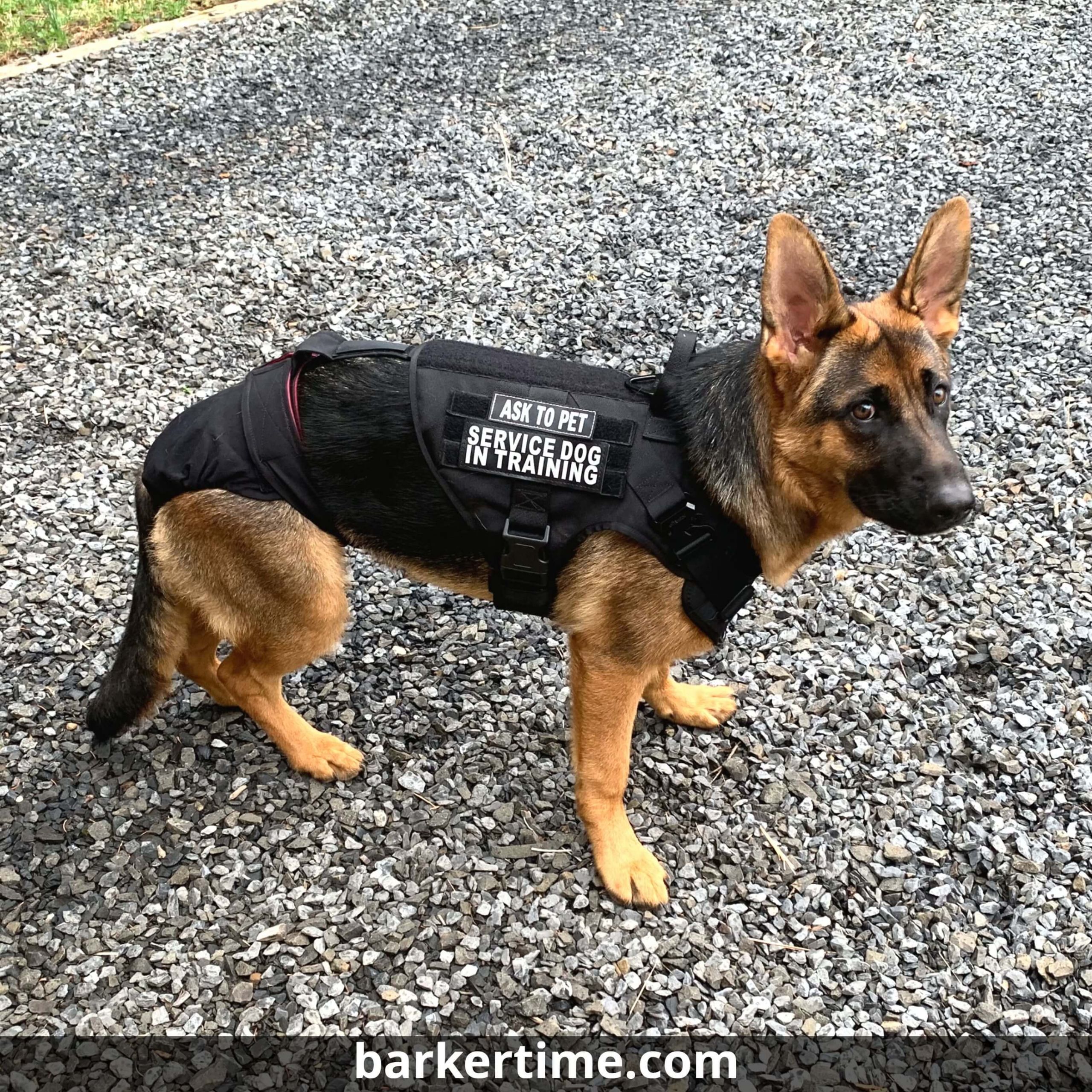 german shepherd dog diaper