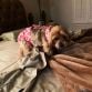 yorkie terrier dog diaper