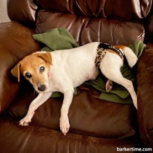 jack russell terrier dog diaper