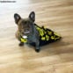french bulldog paralyzed dog drag bag