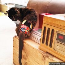 Doodad – Coulson 1 – barkertime cat diaper snappy stud pants