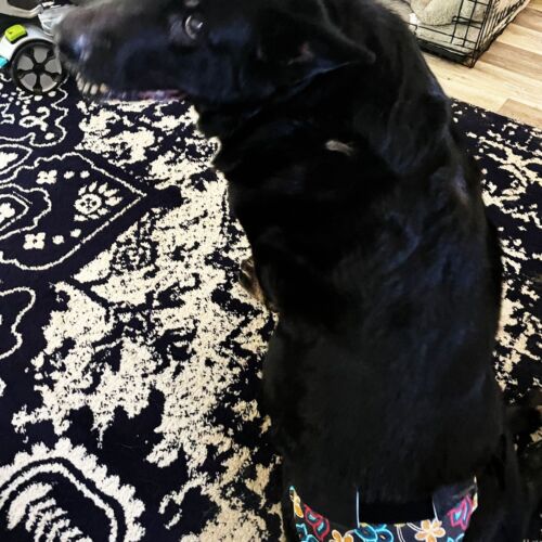 Kira - Pelland - barkertime german shepherd dog diaper