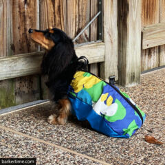 dachshund dog drag bag paralyzed dog