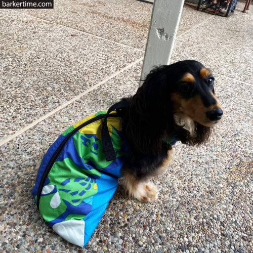 dachshund dog drag bag paralyzed dog