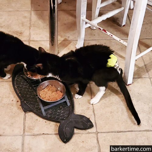 Max and Rex - Simpson 1 - barkertime Max and Rex - Simpson 1 - barkertime