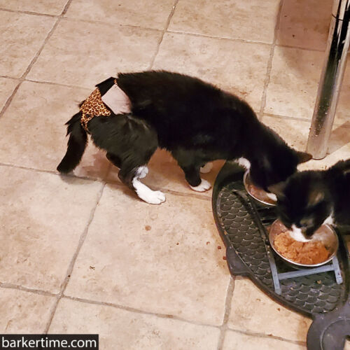 Max and Rex - Simpson 2 - barkertime Max and Rex - Simpson 2 - barkertime