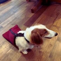 dachshund dog drag bag