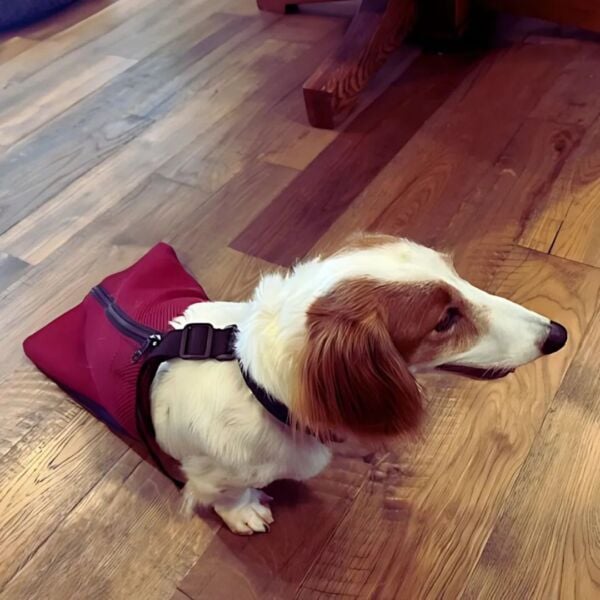 dachshund dog drag bag