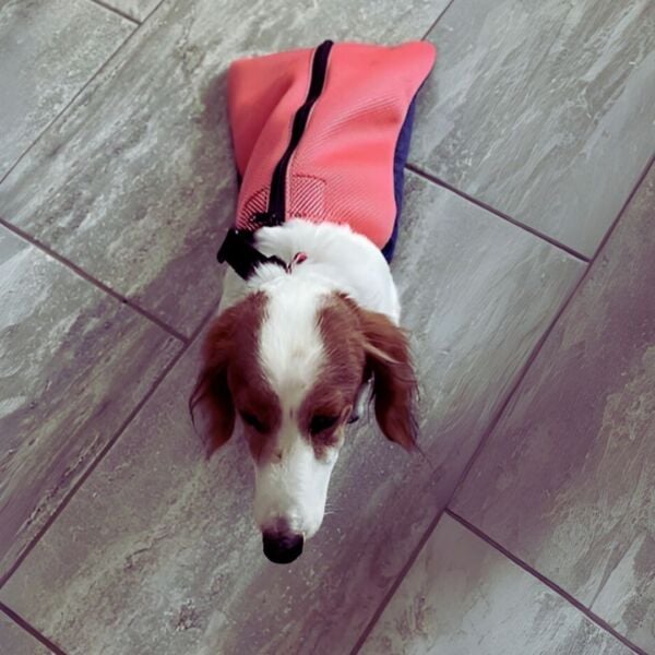 dachshund dog drag bag