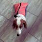 dachshund dog drag bag