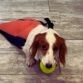 dachshund dog drag bag
