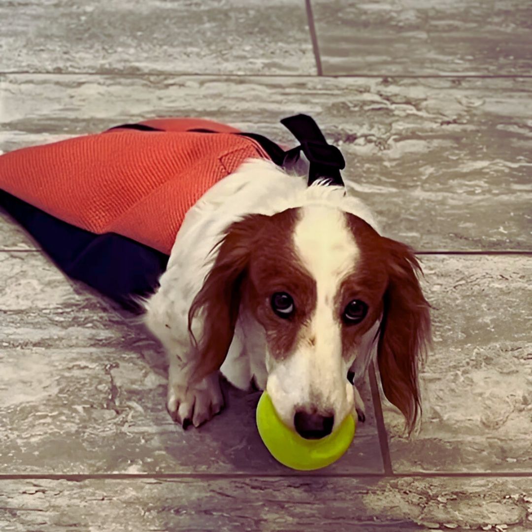 dachshund dog drag bag