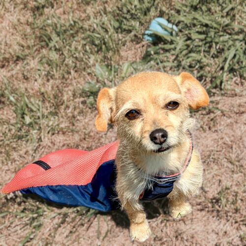 rose - king 1-Photoroom dog drag bag for paralyzed pet