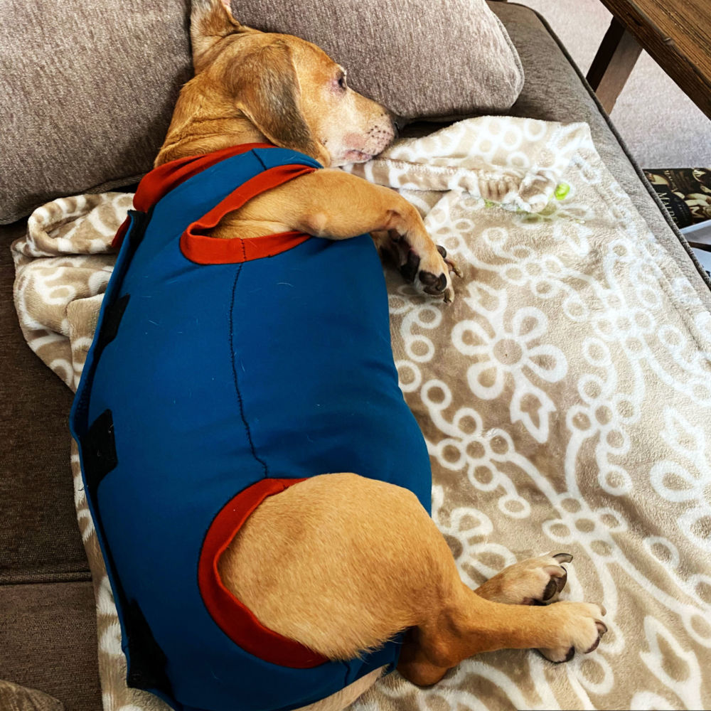 PeeJama - Onesie for Dog and Cat After Surgery, Control Shedding