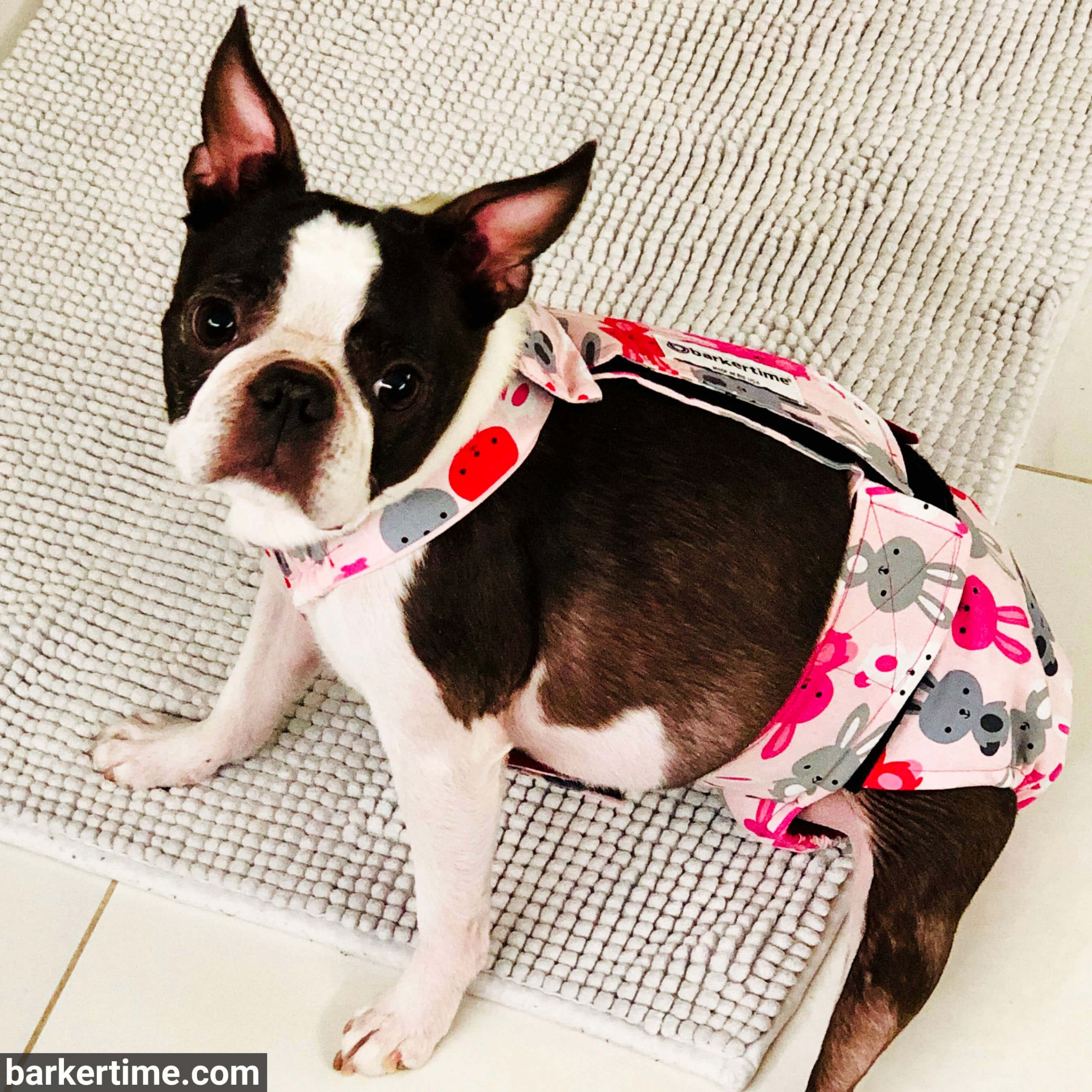 what size diaper for boston terrier?
