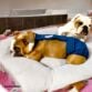 english bulldog dog diaper