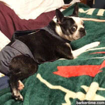 boston terrier dog diaper