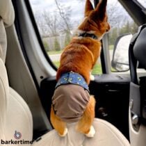 corgi dog diaper