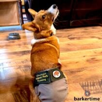 corgi dog diaper