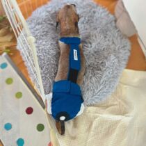 dachshund dog diaper