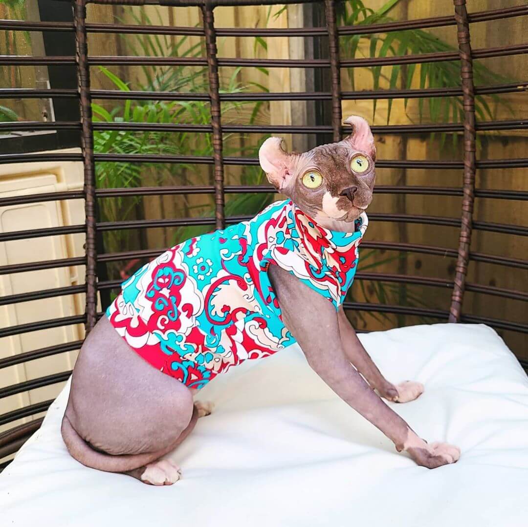 hairless cats in clothes