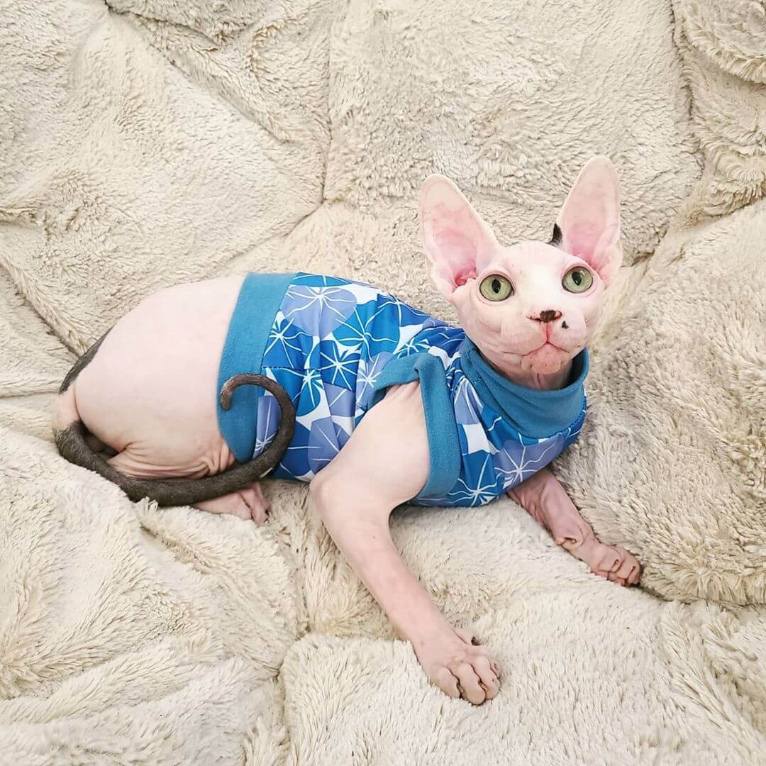 Hairless Cat Models Designer Clothes 