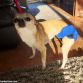 chihuahua dog diaper