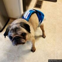 pug dog diaper