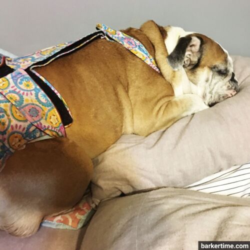 Diva - Holmes 9 25 - barkertime english bulldog dog diaper