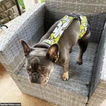 french bulldog dog diaper