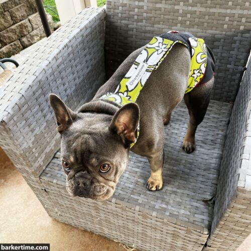 Jade - Shaver 1 - barkertime french bulldog dog diaper