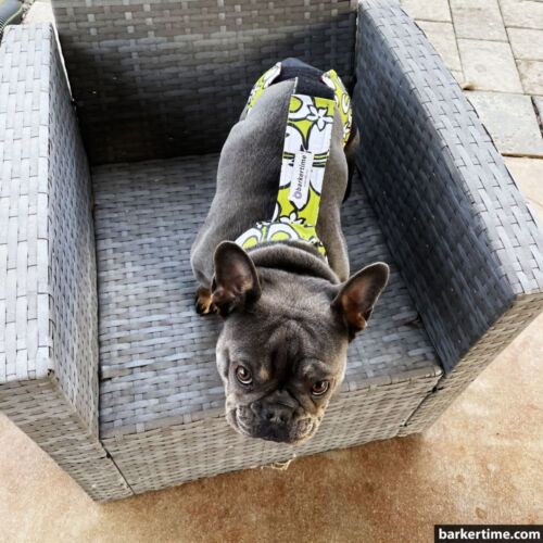 Jade - Shaver 2 - barkertime french bulldog dog diaper