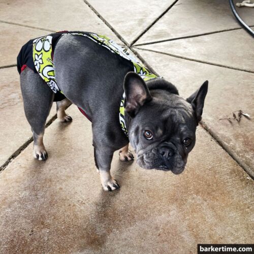 Jade - Shaver 3 - barkertime french bulldog dog diaper