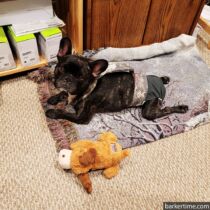 french bulldog dog diaper