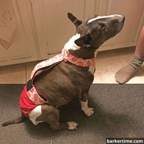 Loca - Nagengast 1 - barkertime bull terrier dog diaper
