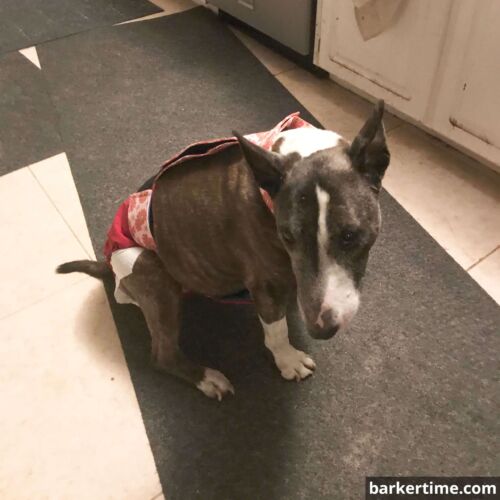 Loca - Nagengast 2 - barkertime bull terrier dog diaper