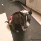 bull terrier dog diaper