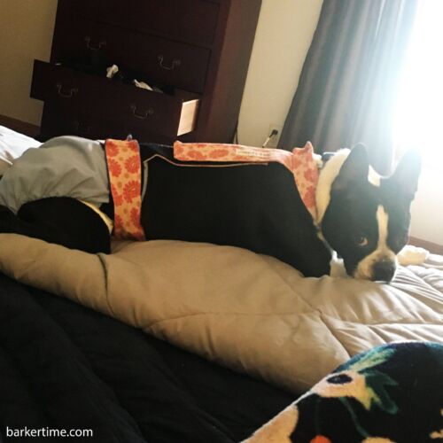 Nero - Walter - barkertime Nero - Walter - barkertime