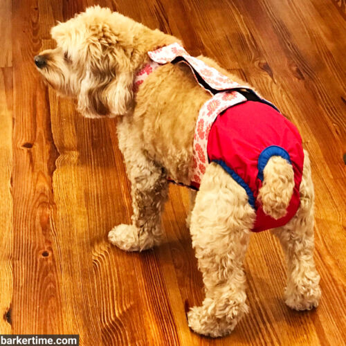 Ruby - Aldridge 1 - barkertime cockapoo dog diaper
