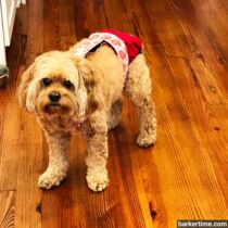cockapoo dog diaper
