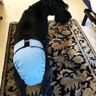 Giant Schnauzer dog diaper