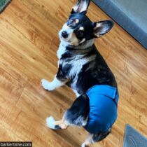 corgi dog diaper