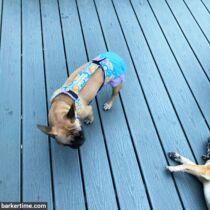 french bulldog dog diaper